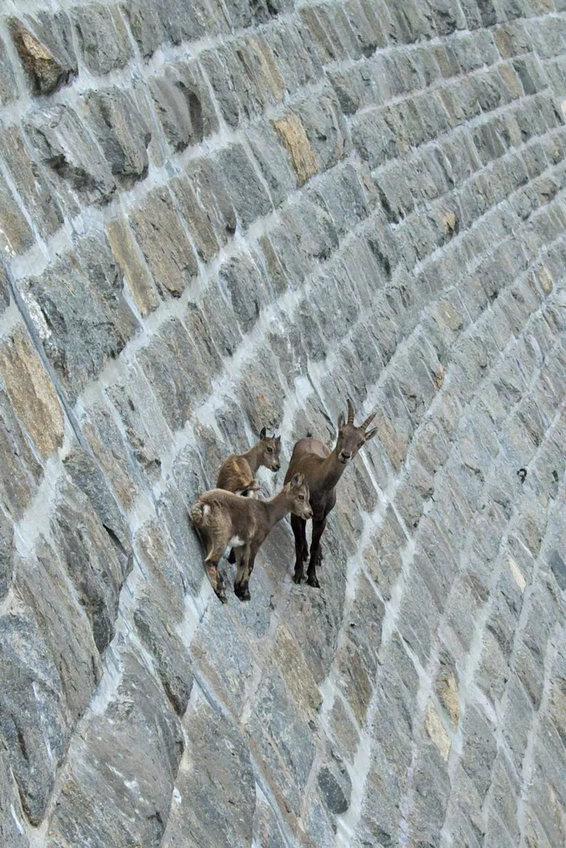 Close-up-of-goats-on-the-dam.jpg