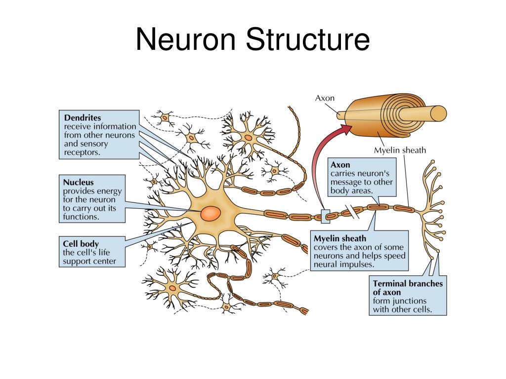 neuron-structure-l.jpg
