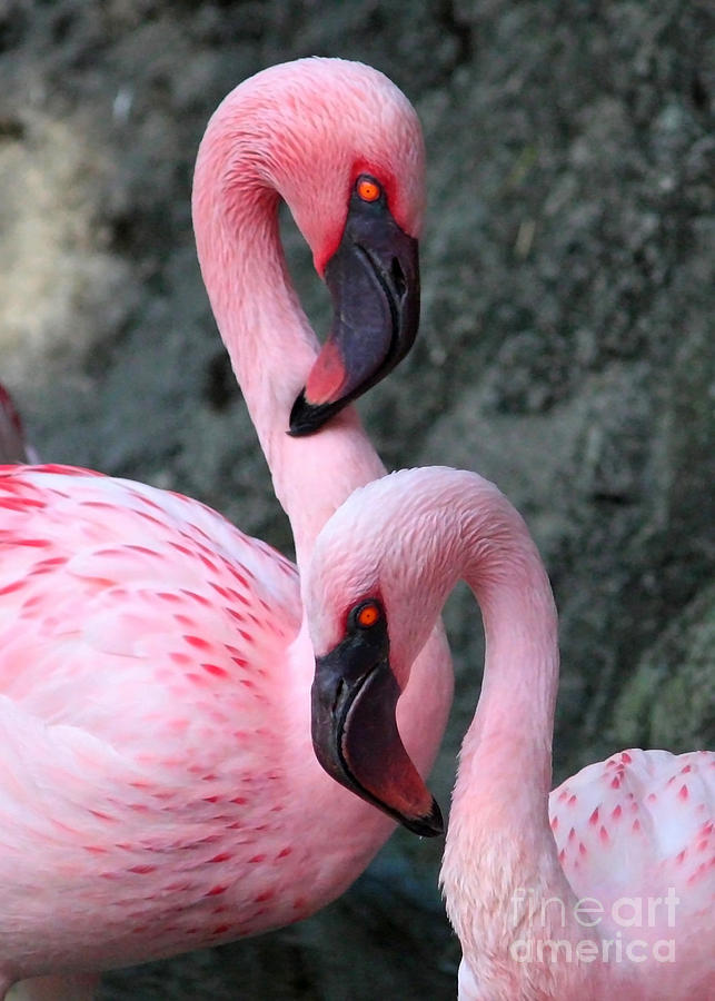 flamingo-love-birds-carol-groenen.jpg