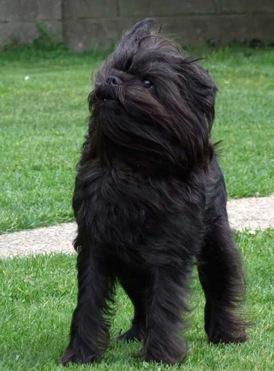 the-affenpinscher-a-guide-for-owners.jpg