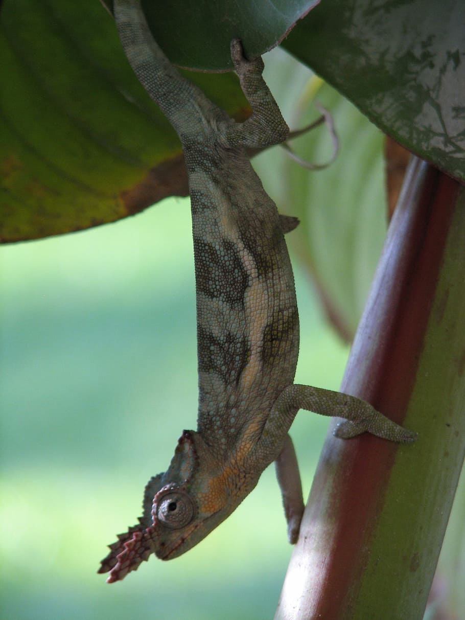 chameleon-reptile-animal-climbing.jpg