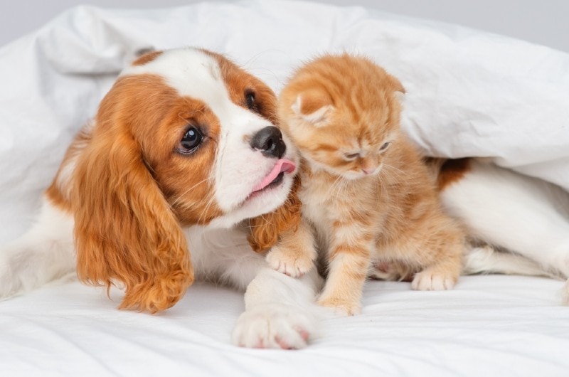 Cavalier-King-Charles-Spaniel-puppy-with-kitten_Ermolaeva-Olga-84_Shutterstock.jpg