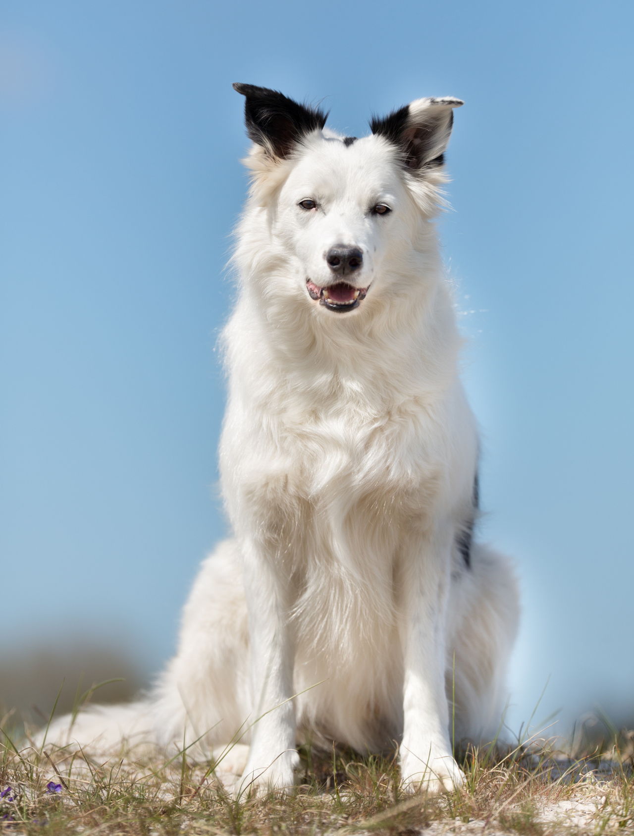 1280-494570310-border-collie-outdoors-in-nature.jpg