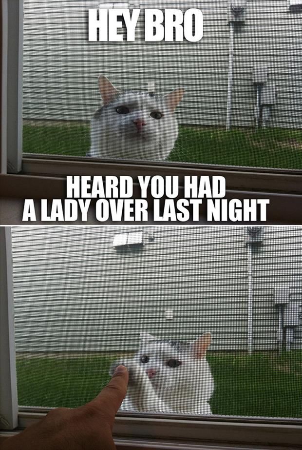 Top-30-Funny-Cat-Memes-Jokes.jpg