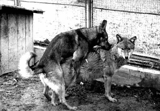 dog-and-wolf-mating.jpg