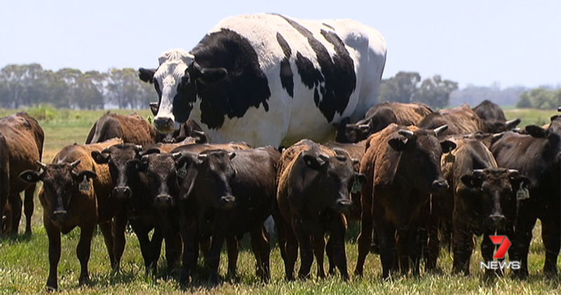 biggest-cow-steer-ever-in-australia-1.jpg