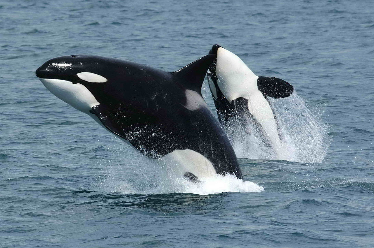 1280px-Killerwhales_jumping.jpg
