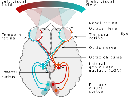 449px-Human_visual_pathway.svg.png