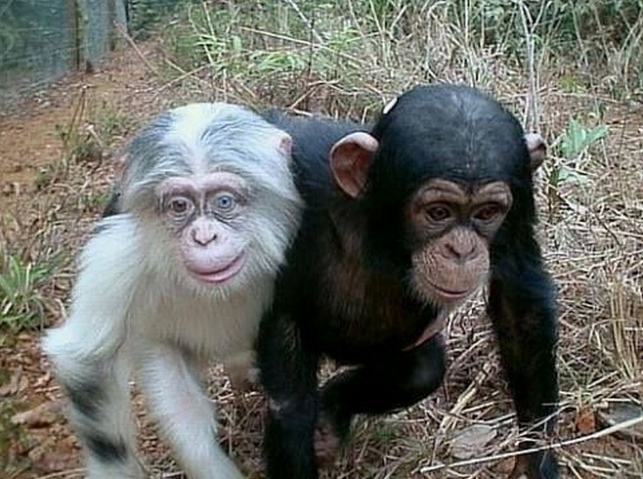 Funny-Amazing-Chimpanzee-Couple.jpg