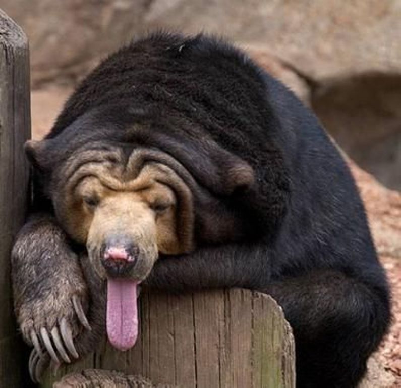 Funny-Bear-Long-Tongue-Face-Image.jpg