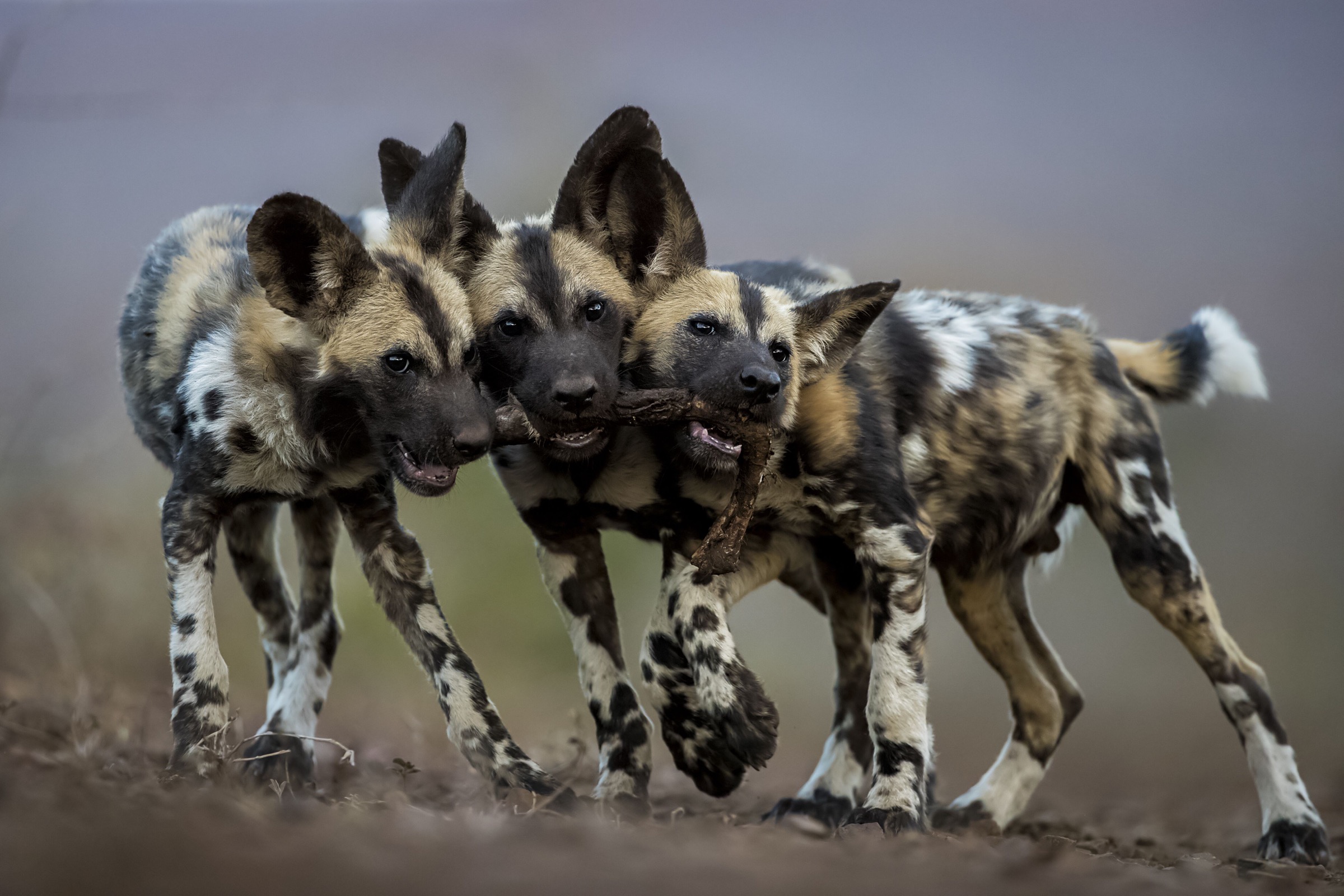 African-wild-dogs-Lycaon-pictus.jpg