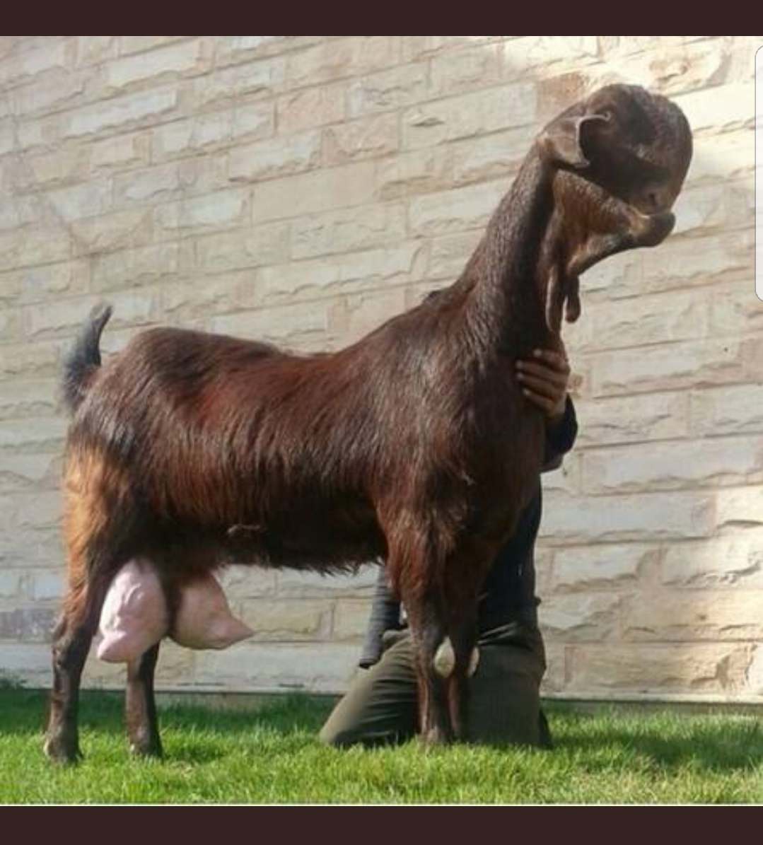 damascus-goat-1.jpg