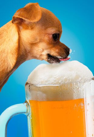 Chihuahua-Drinking-Beer-Fathers-Day-Card-root-349ZFD1464_PV.1.ZFD1464.jpg_Source_Image.jpg