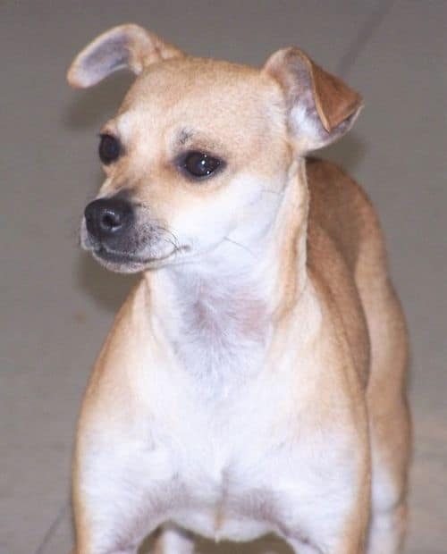 Greyhound-and-Chihuahua.jpg