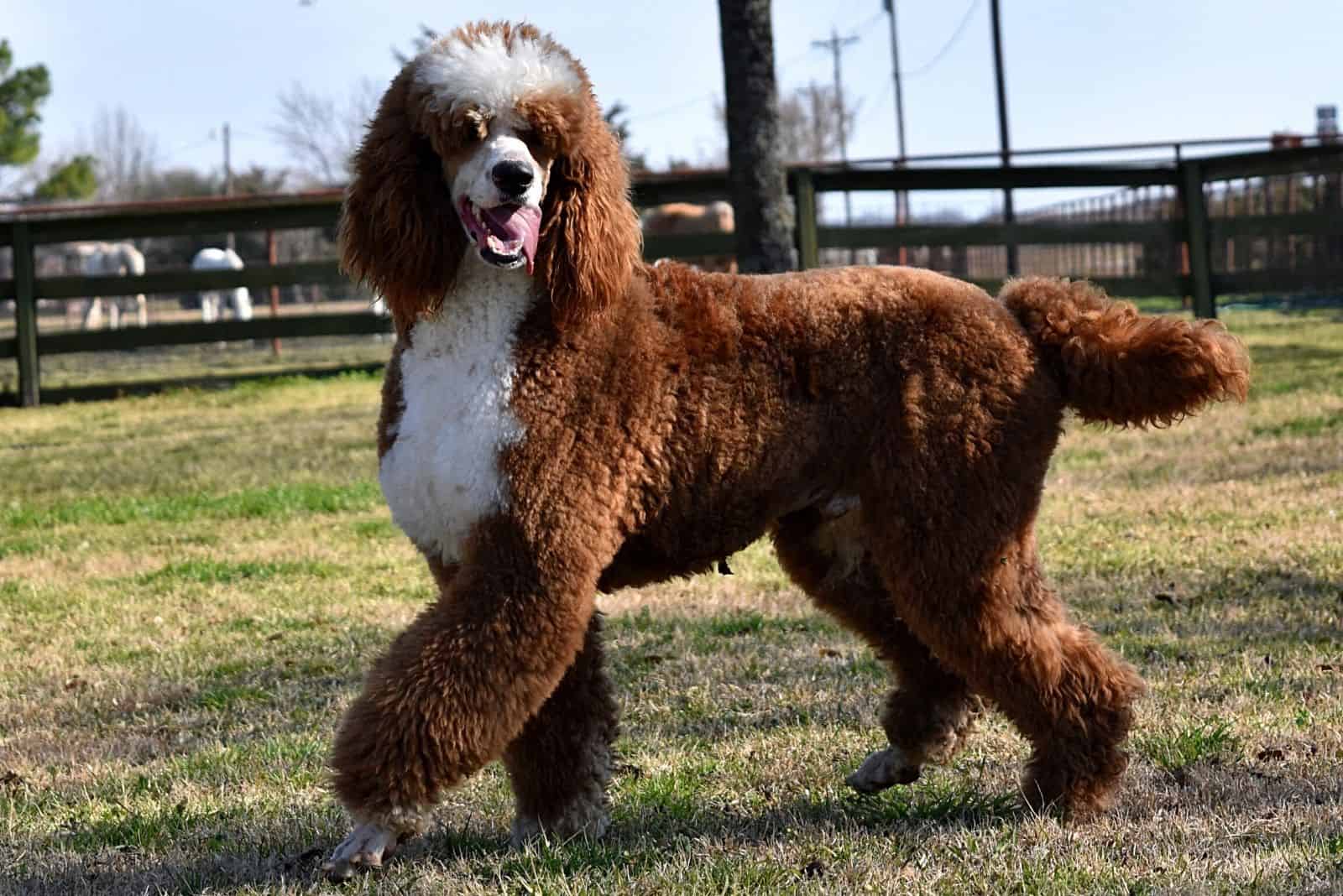 a-beautiful-Parti-Poodle-stands-on-the-grass.jpg
